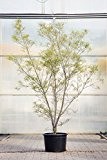 Farnblättriger Faulbaum, 125-150 cm, im Topf (20 Liter), Zierstrauch gelb blühend, Solitär Busch für Sonne bis Halbschatten, Gartenpflanze winterhart, Rhamnus ...