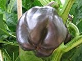 Fast schwarzes, süßes Paprika - Purple Beauty - 10 Samen