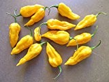 Fatalii Gelb 10 Samen -Der Heisse Chili mit super Ertrag-