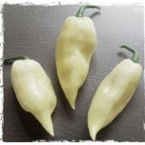 Fatalii White/Weiß 10 Samen (Extra scharfe weiße Chili) ***RARITÄT*** >>>Der Blickfang im Garten