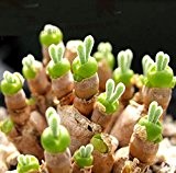 FD2227 Sukkulenten Samen Mini Topfblumen Organic Green Kaninchen ~ 1 Beutel 50 Samen ~