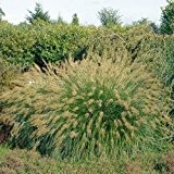 Federborstengras "Hameln" - Pennisetum alopecuroides Hameln - Gras mit dekorativen Blüten im 11 cm Topf - frisch aus der Gärtnerei ...