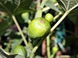 'Feige Brown Turkey' - Mediteranes Fruchtgehölz für einen geschützen Platz im Garten oder als Kübelpflanze