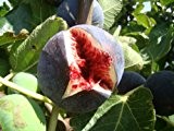 Feige Ficus carica 'Babits' rotbraun fruited Sorte, sehr kalte tolerant, architektonische Pflanze und leckere Früchte, Grow Your Own Feige Mediterraner ...
