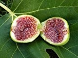 Feigenbaum 10 Samen, Echte Feige (Ficus Carica) Süße und saftige Früchte, gut für kaltes Klima