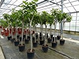 Feigenbaum Stamm 10-15 cm, Ficus Carica winterhart 160-180 cm