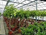 Feigenbaum Stamm 7-8 cm, Ficus Carica winterhart 180 cm