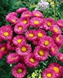 Feinstrahlaster - Erigeron speciosus - traumhafte Blüten in rosa - Steingartenstauden im 9 cm Topf - frisch aus der Gärtnerei ...