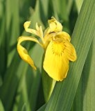 fertig im Pflanzkorb - Iris pseudacorus - winterhart - Staude des Jahres 2016 - Wasserschwertlilie - Sumpfschwertlilie, gelb - Wasserpflanzen ...