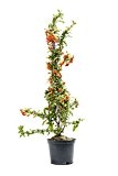 Feuerdorn Orange Glow, 40-60 cm, Zierstrauch wintergrün-winterhart, Busch für Sonne-Halbschatten, Heckenpflanzen weiß blühend, Pyracantha, im Topf