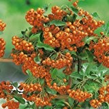 Feuerdorn Orange Glow Pyracantha Orange - Immergrüne Pflanze als Sichtschutz-Hecke - Heckenpflanze / Kletterpflanze vom Testsieger: Garten Schlüter