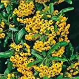 Feuerdorn Soleil d'or Pyracantha Gelb - Immergrüne Pflanze als Sichtschutz-Hecke - Heckenpflanze / Kletterpflanze vom Testsieger: Garten Schlüter