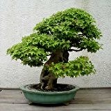 Ficus benjamina - Bonsai - Birkenfeige - 100 Samen