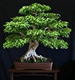 Ficus benjamina Samen - Birkenfeige 20 Samen- Zimmerpflanze oder perfekt für Bonsai