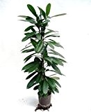 Ficus benjamini 100-120 cm, in Hydrokultur (18/19er Kulturtopf), große-pflegeleichte Zimmerpflanze, für Schatten, Ficus cyathistipula