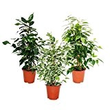 Ficus benjamini - 3er Set - 3 verschiedene Ficus Sorten: Danielle - Anastasia - Twighlight - Birkenfeige