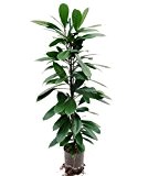 Ficus benjamini 80-100 cm, in Hydrokultur (15/19er Kulturtopf), pflegeleichte Zimmerpflanze, für Schatten, robuste Zimmerpflanze, Ficus cyathistipula
