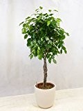 Ficus benjamini "Exotica" Hochstamm geflochten 140/150 cm // Büro- und Zimmerpflanze