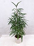 Ficus bin. Alii 130 cm - Birkenfeige / Zimmerpflanze ähnl. benjamini
