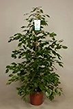 Ficus Birkenfeige (Ficus Benjamina Exotica 130 cm)