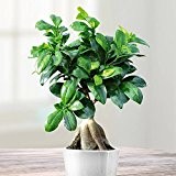 Ficus Bonsai - 1 pflanze