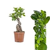 Ficus Bonsai Ginseng 30cm +/-