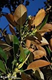 Ficus elastica - Gummibaum - 20 Samen