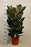 Ficus elastica Robusta, Gummibaum 100cm+/- hoch ,27cm Topfgröße