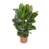 Ficus elastica Robusta, Gummibaum 80cm+/- hoch ,24cm Topfgröße