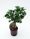 Ficus Ginseng, Ficus microcarpa Bonsai, Zimmerpflanze in Hydrokultur, 13/12er Kulturtopf, 30 - 40 cm