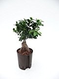 Ficus Ginseng, Ficus microcarpa Bonsai, Zimmerpflanze in Hydrokultur, 18/19er Kulturtopf, 40 - 50 cm