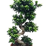 Ficus 'Ginseng' S-Form 115cm TopfØ 44cm