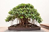 Ficus Obliqua 20 Samen - Bonsai/Zimmerpflanze