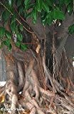 Ficus religiosa - Buddhabaum - Pepulbaum - 100 Samen