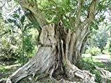 Ficus religiosa, Pepul-Baum, Buddha-Baum, Bo-Baum, Pepul Tree, Bo-Tree, 50 Samen