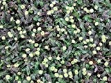 Fiederpolster (Leptinella potentillina) mattenbildender Bodendecker