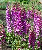 Fingerhut Bunte Mischung - Digitalis purpurea - Blume - 2500 Samen