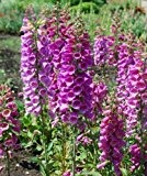 Fingerhut Bunte Mischung - Digitalis purpurea - Blume - 5000 Samen