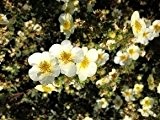 Fingerstrauch 'Abbotswood' - Blütenreicher Bodendecker