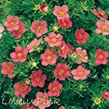 Fingerstrauch 'Lovely Pink' - Potentilla - Dasiphora fruticose Strauch mit rosa-pinken Blüten als Hecke oder in Einzelstellung - Dauerblüher vom ...