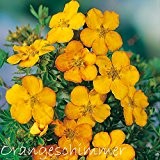 Fingerstrauch 'Orangeschimmer' - Potentilla - Dasiphora fruticose Strauch mit orange-roten bis gelb-orangenen Blüten als Bodendecker oder Hecke - vom Testsieger ...
