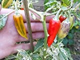 Fish Pepper Chili 10 Samen ***Schöne Pflanze mit Panaschiertem Laub***