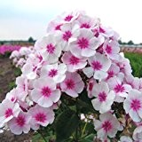 Flammenblume "Adessa® Pink Star" - Phlox paniculata "Adessa® Pink Star" - weiße Blüten mit pinker Mitte - Gartenstaude im 11 ...