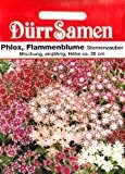 Flammenblume, Phlox, Phlox drummondii nana compacta, ca. 90 Samen