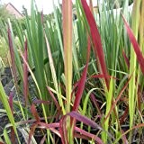 Flammengras ( Imperata cylindrica ' Red Baron ' ) Tb9