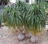 Flaschenbaumlilie - Elefantenfuß - Nolina recurvata (syn: Beaucarnea recurvata) - 10 Samen
