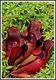 Fleischfressende Pflanze 5 Samen, Rote Schlauchpflanze (Sarracenia purpurea) Pitcher Purple