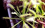 Fleischfressende Pflanze - Drosera capensis alba - der weisse Kap Sonnentau mind. 50 frische Samen