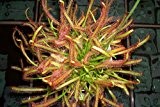 Fleischfressende Pflanze - Drosera capensis - der rote Kap Sonnentau - 8 bis 12cm!