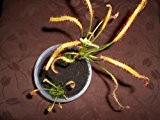Fleischfressende Pflanze - Drosera capensis - der rote Kap Sonnentau mind. 25 frische Samen